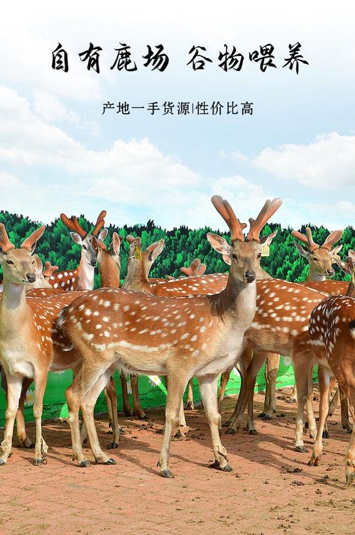 鹿心丸剂独立包装中老年大健康食品现货